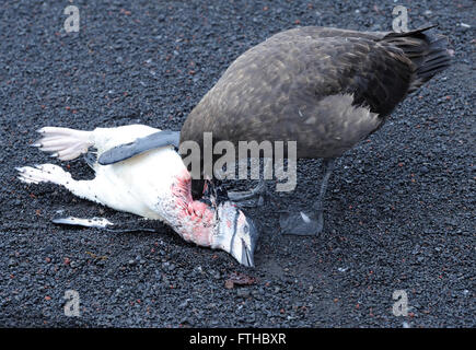 Ein Skua isst ein Kinnriemen Pinguin (Pygoscelis Antarctica), die sie und andere Raubmöwen nur getötet haben, wie es das Meer verlassen. Stockfoto