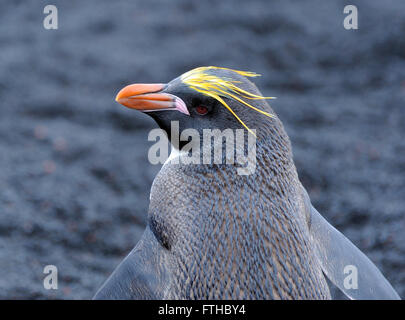 Eine Makkaroni Penguin (Eudyptes Chrysolophus) steht auf schwarzem Vulkansand. Saunders Island, Süd-Sandwich-Inseln. Stockfoto