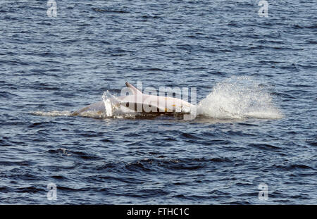 Eine Antarktis Zwergwal (Balaenoptera Bonaerensis) stürzt ins Wasser nach Verletzung aussetzen der weißen Unterseite. Stockfoto