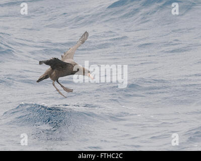 Eine nördliche Giant Petrel (Macronectes Halli) kommt mit Füßen ausgebreitet auf dem Meer bei starkem Wind zu landen.  Drake-Passage, Süd-Atlantik. Stockfoto