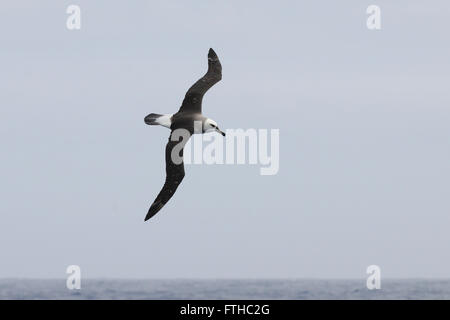 Eine indische gelbe Nase Albatros (Thalassarche Carteri) fliegt über die Drake Passage. Drake-Passage, Süd-Atlantik.