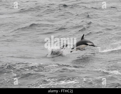 Dusky Delphine (Lagenorhynchus Obscurus) aus dem Meer springen. Drake-Passage, Süd-Atlantik. Stockfoto