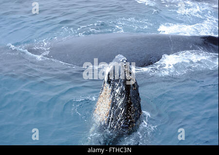 Ein junger Buckelwal (Impressionen Novaeangliae) schwimmen mit seiner Mutter steckt seinen Kopf aus dem Wasser. South Sandwich Island Stockfoto