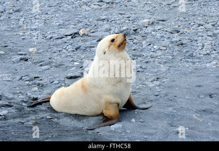 Ein junger Leukismus (ohne Pigmentation) männliche antarktische Pelzrobbe (Arctocephalus gazella) am Strand von Shingle Cove. Coronation Island, South Orkne Stockfoto