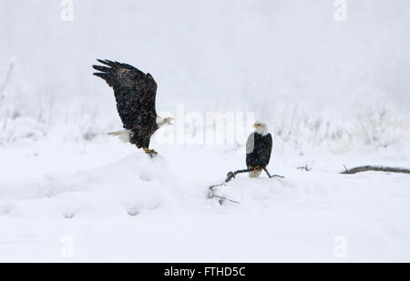 Weißkopf-Seeadler kämpfen auf Schnee, Alaska, USA Stockfoto