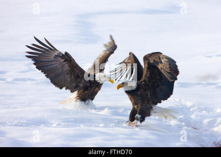 Weißkopf-Seeadler kämpfen auf Schnee, Alaska, USA Stockfoto