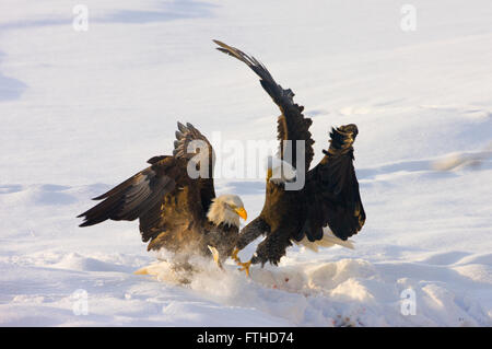 Weißkopf-Seeadler kämpfen auf Schnee, Alaska, USA Stockfoto