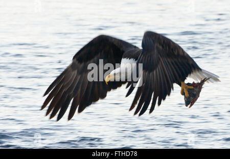 Weißkopf-Seeadler fliegen über den Fluss, Lachs in seiner Klaue, Alaska, USA Stockfoto