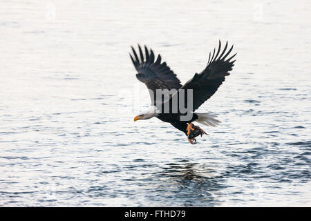 Weißkopf-Seeadler fliegen über den Fluss, Lachs in seiner Klaue, Alaska, USA Stockfoto