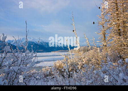 Landschaft mit Fluss, Wald und Berge mit Schnee bedeckt, Haines, Alaska, USA Stockfoto