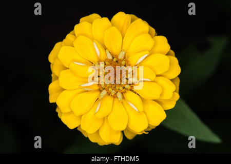 Schöne gelbe Zinnia Blume auf dunklem Hintergrund. Stockfoto