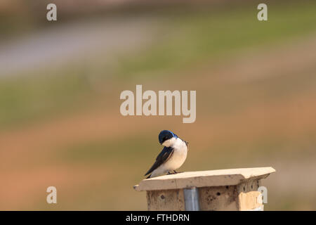 Blauer Baum Schwalbe Vogel, Tachycineta bicolor, sitzt auf einen Nistkasten in San Joaquin Wildschutzgebiet, Southern California, Unite Stockfoto