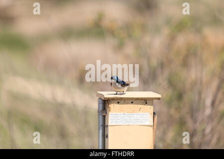 Blauer Baum Schwalbe Vogel, Tachycineta bicolor, sitzt auf einen Nistkasten in San Joaquin Wildschutzgebiet, Southern California, Unite Stockfoto