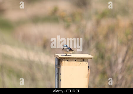 Blauer Baum Schwalbe Vogel, Tachycineta bicolor, sitzt auf einen Nistkasten in San Joaquin Wildschutzgebiet, Southern California, Unite Stockfoto