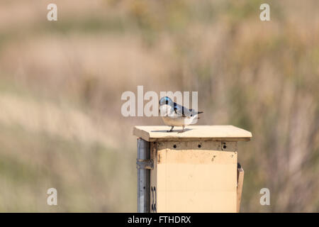 Blauer Baum Schwalbe Vogel, Tachycineta bicolor, sitzt auf einen Nistkasten in San Joaquin Wildschutzgebiet, Southern California, Unite Stockfoto