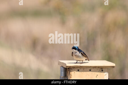 Blauer Baum Schwalbe Vogel, Tachycineta bicolor, sitzt auf einen Nistkasten in San Joaquin Wildschutzgebiet, Southern California, Unite Stockfoto