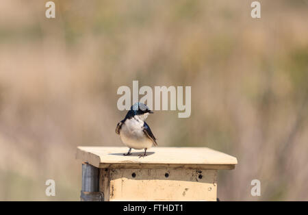 Blauer Baum Schwalbe Vogel, Tachycineta bicolor, sitzt auf einen Nistkasten in San Joaquin Wildschutzgebiet, Southern California, Unite Stockfoto