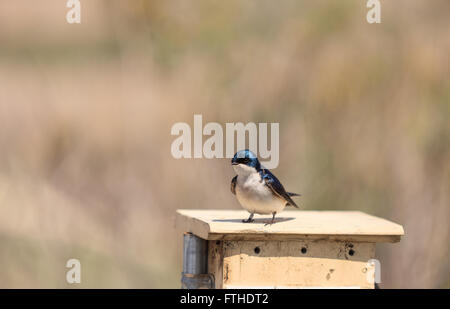 Blauer Baum Schwalbe Vogel, Tachycineta bicolor, sitzt auf einen Nistkasten in San Joaquin Wildschutzgebiet, Southern California, Unite Stockfoto