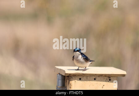 Blauer Baum Schwalbe Vogel, Tachycineta bicolor, sitzt auf einen Nistkasten in San Joaquin Wildschutzgebiet, Southern California, Unite Stockfoto