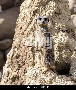 Erdmännchen auf Uhr Stockfoto