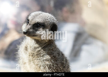 Erdmännchen Stockfoto