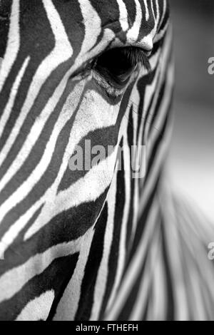 Monochromatisches Bild der einem das Gesicht von einem Grevy Zebra hautnah. Vertikal. Stockfoto