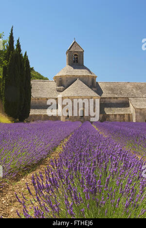 Sénanque Abbey ist ein Zisterzienser-Abtei in der Nähe des Dorfes Gordes im Département Vaucluse in der Provence, Frankreich. Stockfoto