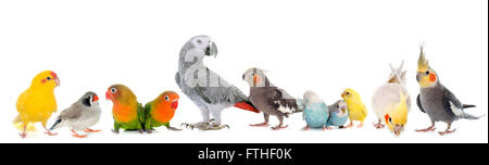 gemeinsamen Haustier Sittich, afrikanisches Grau-Papagei, Agaporniden, Zebrafinken und Cockatie Lin vor weißem Hintergrund Stockfoto