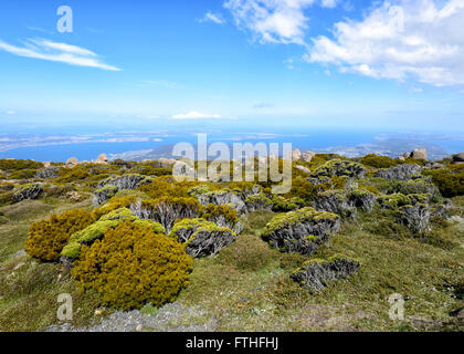 Vegetation auf Mount Wellington, Hobart, Tasmanien, Australien Stockfoto