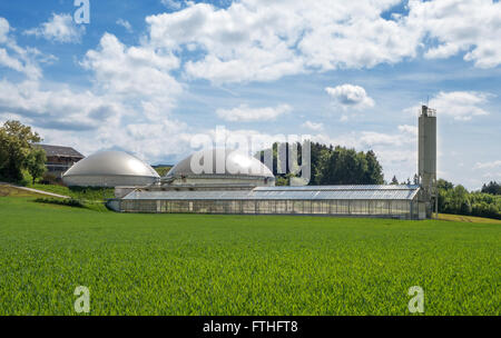 Biogasanlage und Gewächshaus für solare Klärschlamm trocknen in einem Bauernhof hinter einem jungen grünen Maisfeld Stockfoto