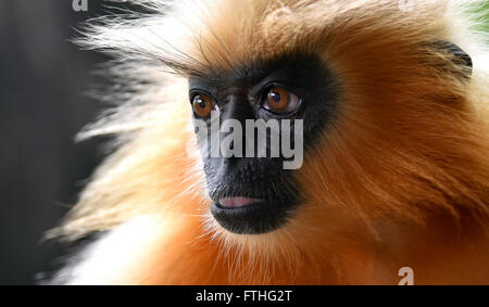 Gee ist golden Languren (goldene Affe) ein Affen der alten Welt in Assam,India.It gefunden gehört zu den am stärksten bedrohten Primatenarten Stockfoto