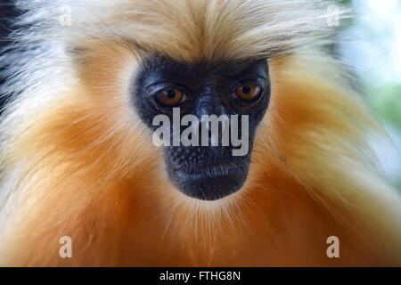 Gee ist golden Languren (goldene Affe) ein Affen der alten Welt in Assam,India.It gefunden gehört zu den am stärksten bedrohten Primatenarten Stockfoto