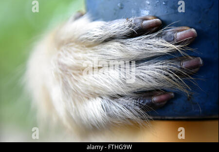 Finger von Gee goldene Languren (Golden Monkey) fanden eine Affen der alten Welt in Assam,India.Most bedrohten Affenarten Stockfoto