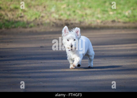 West Highland White Terrier zu Fuß in Abington Park, Northampton. Stockfoto