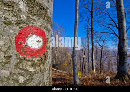 Forest Trail Wanderweg Markierung Herbst Ansicht Stockfoto