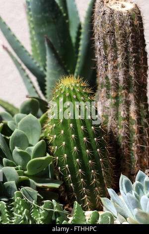 Echinopsis Spachiana, goldene Fackel, weiße Fackel Kaktus, goldene Spalte, Trichocereus spachianus Stockfoto