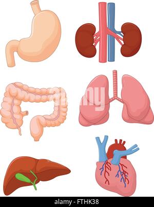 Internen Organ festgelegt Stock Vektor