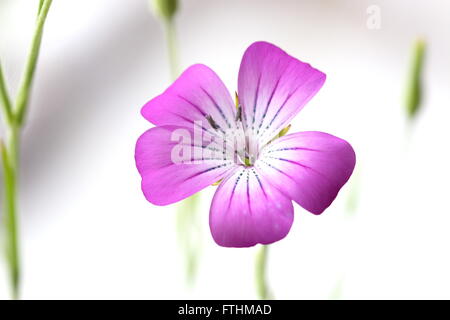 Agrostemma umbellatum oder bekannt als Mais Cockle Blume Stockfoto