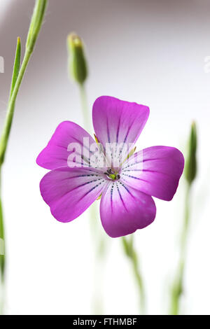 Agrostemma umbellatum oder bekannt als Mais Cockle Blume Stockfoto