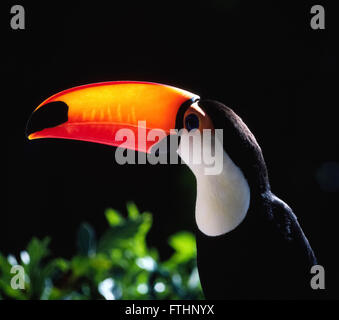 Die Sonne backlights die brillante transluzente orange und gelbe Rechnung dieser Riesentukan (Ramphastos Toco), die ursprünglich aus Südamerika ist. Große bunte Schnabel macht den Vogel leicht zu erkennen in den tropischen Regenwäldern, wo lebt es. Das Gesetz misst ungefähr 8 Zoll (20 Zentimeter) lang aber ist sehr leicht im Gewicht. Stockfoto