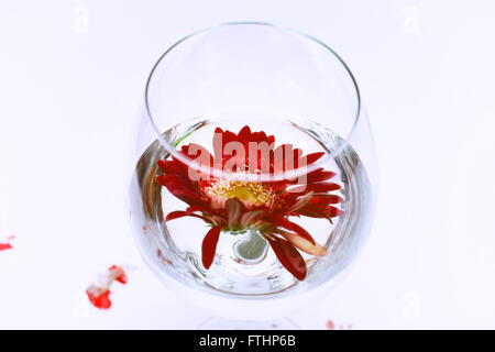 Weinglas mit Wasser und roten Gerbera auf weißem Hintergrund Stockfoto