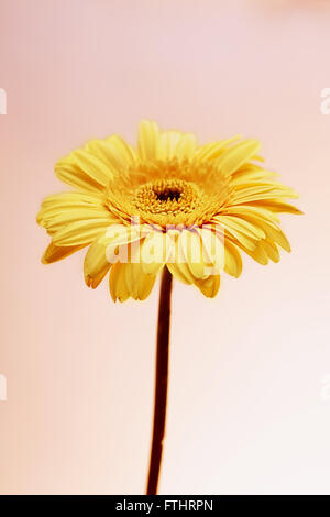 Eine gelbe Gerbera Blume auf rosa Hintergrund Stockfoto