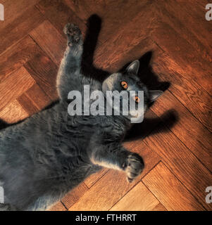 Fette lustige britische Katze auf dem Boden liegend Stockfoto