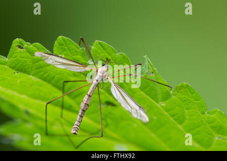 Schnake Daddy-Long-Legs (Tipula Oleracea) Stockfoto