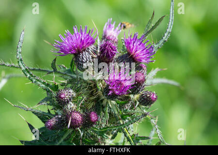 Marsh Distel (Cirsium Palustre). Blüte-Kopf Stockfoto