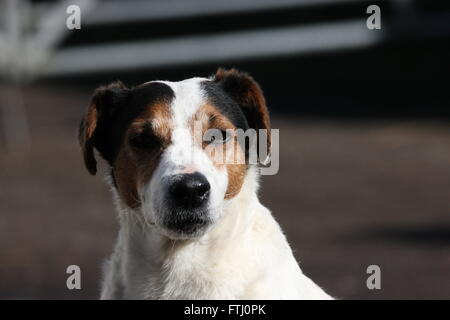 langbeinige Terrier sitzen, Tricolor, Blick in die Kamera vor einem Hof, Kopf und Schultern, Hund, Haustier, Stockfoto