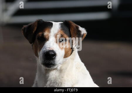 langbeinige Terrier sitzen, Tricolor, Blick in die Kamera vor einem Hof, Kopf und Schultern, Hund, Haustier, Stockfoto