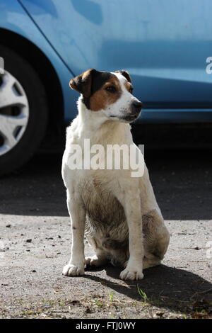 langbeinige Terrier sitzen, Tricolor, direkt vor ein blaues Auto suchen Stockfoto