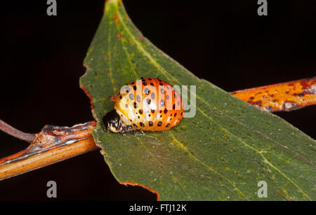 Bunte orange & schwarz gefleckten Larve des australischen Akazien Blatt Käfer Dicranosterna Picea auf grünes Blatt vor schwarzem Hintergrund Stockfoto