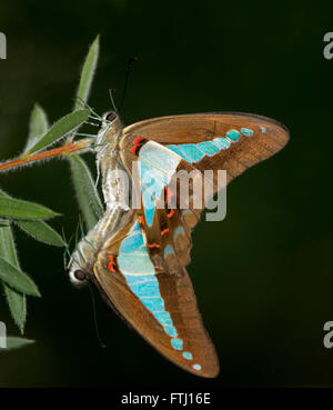 Farbenfrohe australische blaues Dreieck Schmetterling Graphium Sarpedon Paarung am grünen Blatt des einheimischen Strauch im Garten, auf schwarzem Hintergrund Stockfoto